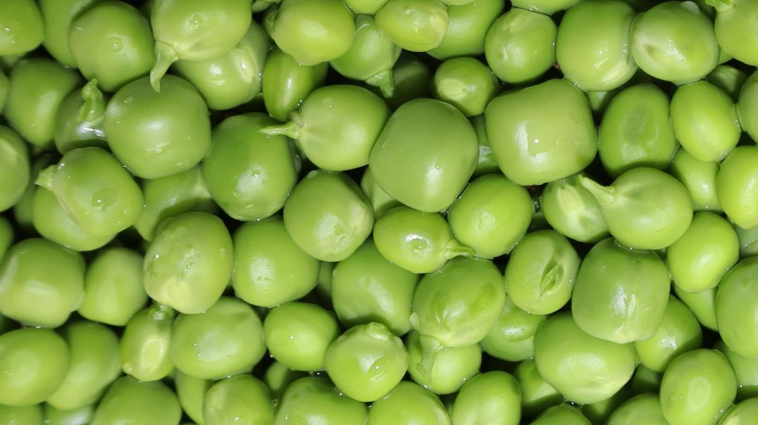 Fresh green peas background. Pea side view. Green peas video 4K